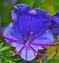 flower  : nom scientifique : Echium vulgare L. , Echium , Boraginaceae 