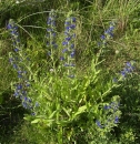 whole  : nom scientifique : Echium vulgare L. , Echium , Boraginaceae 