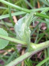 stemleaf  : nom scientifique : Cichorium intybus L. , Cichorium , Asteraceae 