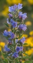 flower  : nom scientifique : Echium vulgare L. , Echium , Boraginaceae 