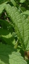 leaf  : nom scientifique : Melittis melissophyllum L. , Melittis , Lamiaceae 