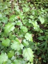leaf :