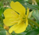 flower  : nom scientifique : Oenothera biennis L. , Oenothera , Onagraceae 