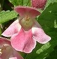 flower  : nom scientifique : Melittis melissophyllum L. , Melittis , Lamiaceae 