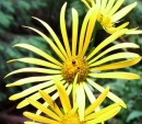 flower  : nom scientifique : Doronicum austriacum Jacq. , Doronicum , Asteraceae 