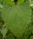 leaf  : nom scientifique : Lamium album L. , Lamium , Lamiaceae 