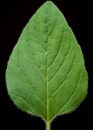 leaf  : nom scientifique : Origanum vulgare L. , Origanum , Lamiaceae 