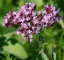 flower  : nom scientifique : Origanum vulgare L. , Origanum , Lamiaceae 