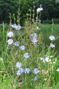 whole  : nom scientifique : Cichorium intybus L. , Cichorium , Asteraceae 