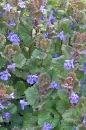 whole  : nom scientifique : Glechoma hederacea L. , Glechoma , Lamiaceae 