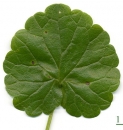 leaf  : nom scientifique : Glechoma hederacea L. , Glechoma , Lamiaceae 