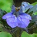 flower  : nom scientifique : Ajuga reptans L. , Ajuga , Lamiaceae 