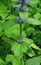 stemleaf  : nom scientifique : Ajuga reptans L. , Ajuga , Lamiaceae 