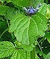 leaf  : nom scientifique : Ajuga reptans L. , Ajuga , Lamiaceae 