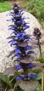 flower  : nom scientifique : Ajuga reptans L. , Ajuga , Lamiaceae 