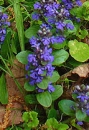 whole  : nom scientifique : Ajuga reptans L. , Ajuga , Lamiaceae 