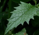 leaf  : nom scientifique : Lapsana communis L. , Lapsana , Asteraceae 