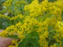 flower : nom scientifique : Solidago canadensis L. , Solidago , Asteraceae