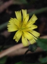 flower  : nom scientifique : Lapsana communis L. , Lapsana , Asteraceae 