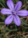 flower  : nom scientifique : Aphyllanthes monspeliensis L. , Aphyllanthes , Asparagaceae 