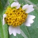flower : nom scientifique : Galinsoga quadriradiata Ruiz & Pav. , Galinsoga , Asteraceae