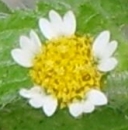 flower  : nom scientifique : Galinsoga quadriradiata Ruiz & Pav. , Galinsoga , Asteraceae 