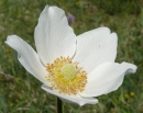 flower  : nom scientifique : Anemone sylvestris L. , Anemone , Ranunculaceae 