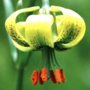 flower  : nom scientifique : Lilium pyrenaicum Gouan , Lilium , Liliaceae 
