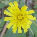 flower  : nom scientifique : Hieracium pilosella L. , Hieracium , Asteraceae 