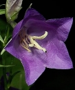 flower  : nom scientifique : Campanula persicifolia L. , Campanula , Campanulaceae 