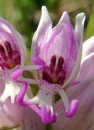 flower  : nom scientifique : Orchis simia Vill. , Orchis , Orchidaceae 