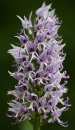 flower  : nom scientifique : Orchis simia Vill. , Orchis , Orchidaceae 