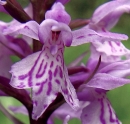 flower  : nom scientifique : Dactylorhiza maculata (L.) SoÃ³ , Dactylorhiza , Orchidaceae 