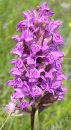 flower  : nom scientifique : Dactylorhiza maculata (L.) SoÃ³ , Dactylorhiza , Orchidaceae 