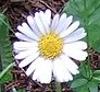 flower  : nom scientifique : Aster bellidiastrum (L.) Scop. , Aster , Asteraceae 