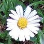 flower  : nom scientifique : Aster bellidiastrum (L.) Scop. , Aster , Asteraceae 