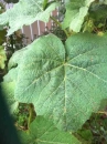 leaf  : 