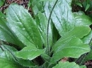 leaf  : nom scientifique : Aster bellidiastrum (L.) Scop. , Aster , Asteraceae 