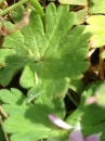 leaf  : nom scientifique : Geranium molle L. , Geranium , Geraniaceae 