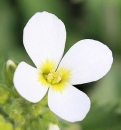 flower  : nom scientifique : Arabis alpina L. , Arabis , Brassicaceae 