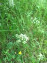 flower :