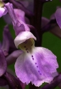 flower  : nom scientifique : Orchis mascula L. , Orchis , Orchidaceae 