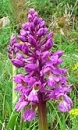 flower  : nom scientifique : Orchis mascula L. , Orchis , Orchidaceae 