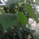 leaf :