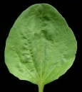 leaf  : nom scientifique : Plantago major L. , Plantago , Plantaginaceae 