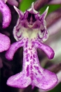 flower  : nom scientifique : Orchis militaris L. , Orchis , Orchidaceae 