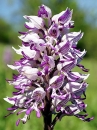 flower  : nom scientifique : Orchis militaris L. , Orchis , Orchidaceae 