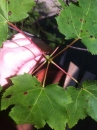 leaf :