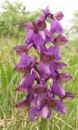 flower  : nom scientifique : Anacamptis morio Bateman, Pridgeon & Chase , Anacamptis , Orchidaceae 