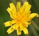 flower  : nom scientifique : Leontodon autumnalis L. , Leontodon , Asteraceae 